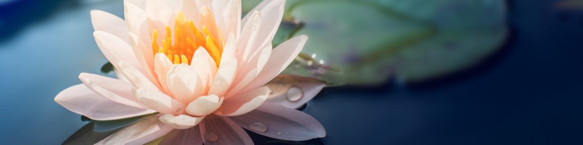 Lotus Lotus