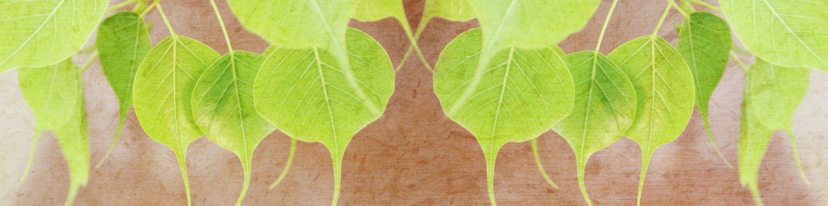 New Here Bodhi Leaves New Here Bodhi Leaves