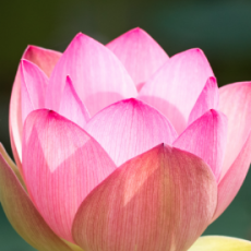 LUNCHTIME & OPEN MEDITATION<br>Mondays-Fridays, 1-2pm<br>Beginning July 2 LUNCHTIME & OPEN MEDITATIONMondays-Fridays, 1-2pmBeginning July 2