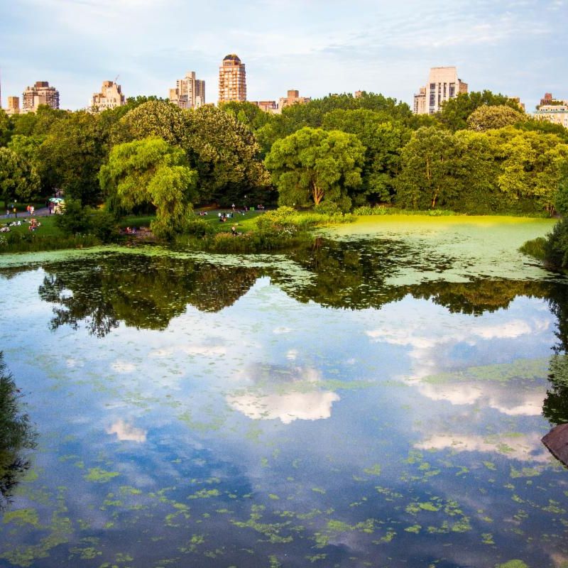 Read more about the article A Walk in Central Park